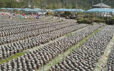 風(fēng)景秀麗、民風(fēng)淳樸！荔波這個(gè)村，定藏著你向往的鄉(xiāng)愁與鮮果之樂(lè)